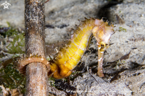 A Hippocampus histrix | Seahorse