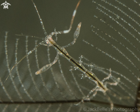 A Caprellidae | Skeleton shrimp