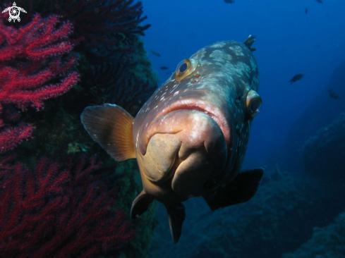 A Grouper - Cernia