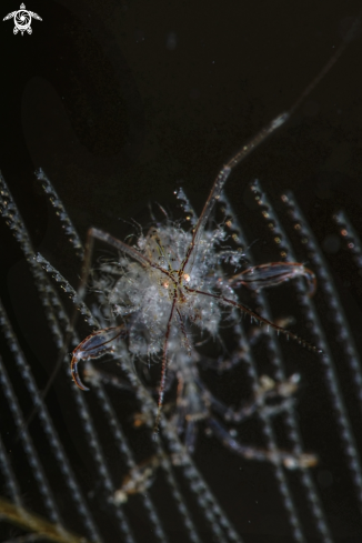 A skeleton shrimp