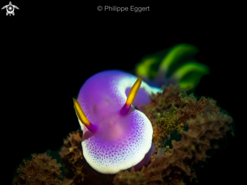 A Hypselodoris apolegma | Nudibranch