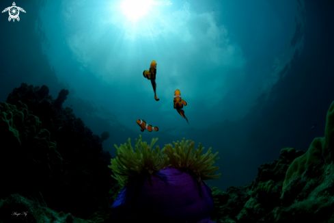 A Anemonefish