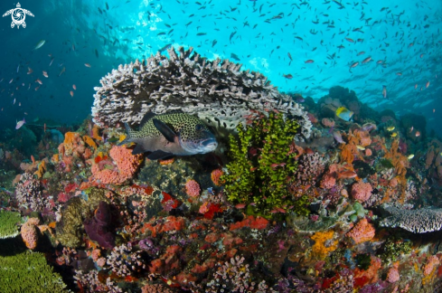 A reef view