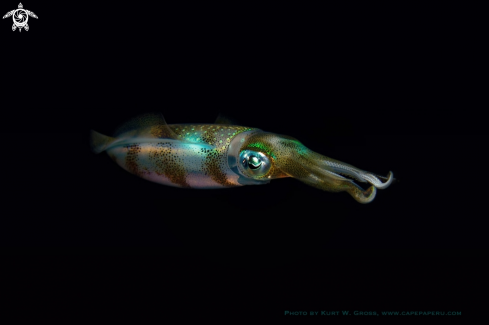 A sepioteuthis lessonianaj | Squid