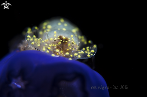 A tunicate shrimp