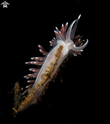 A Flabellina lineata