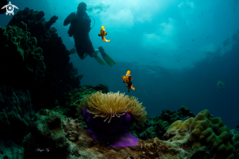 A Anemonefish