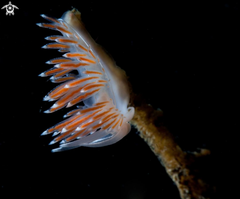 A Flabellina Lineata