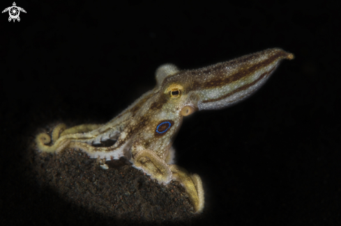 A Amphioctopus siamensis | mototi octopus