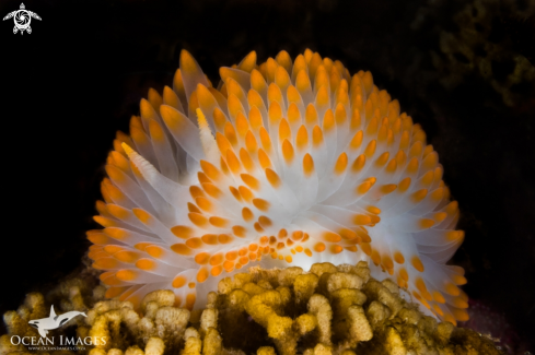 A Orange Gasflame Nudibranch