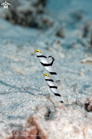 A Stonogobiops xanthorhinica | Yellow-snout Shrimp Goby