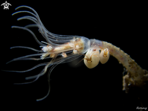 A Ladybug Amphipod