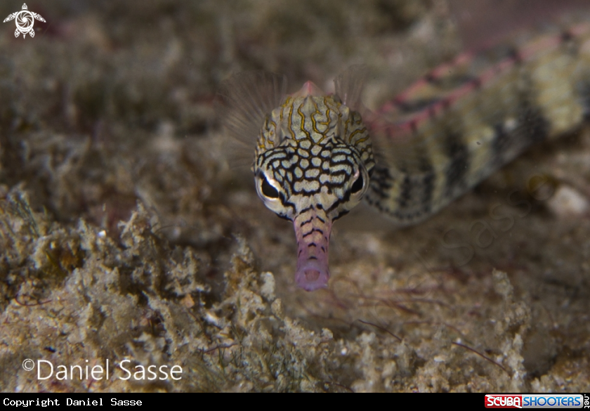 A Network Pipefish 