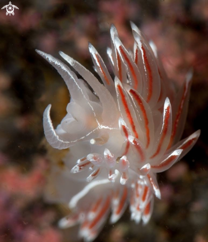 A Flabellina lineata