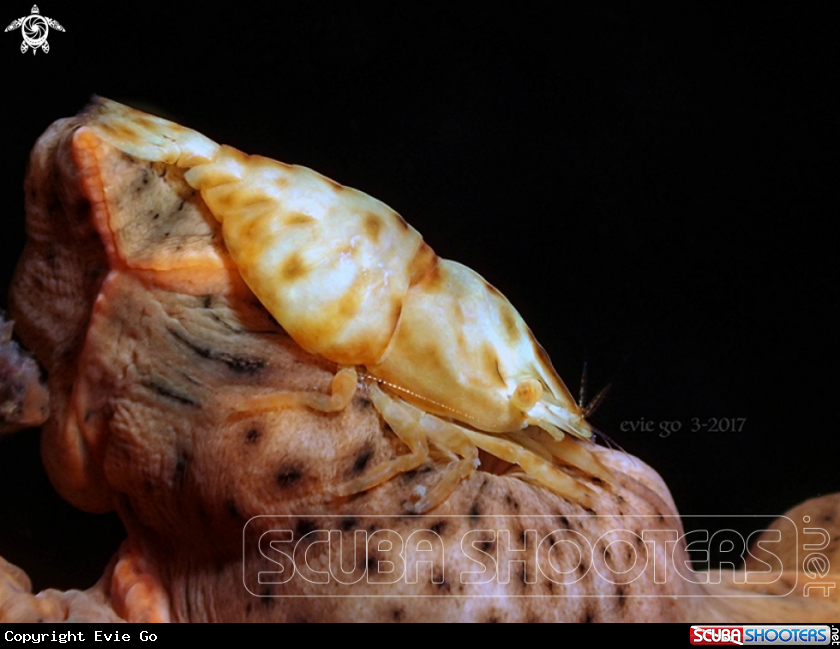 A Leopard Shrimp