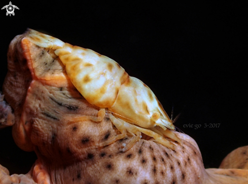 A Leopard Shrimp