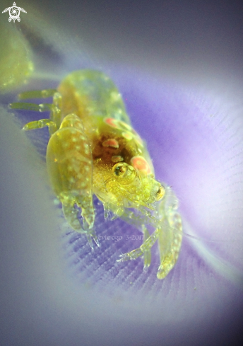 A Tunicate Shrimp