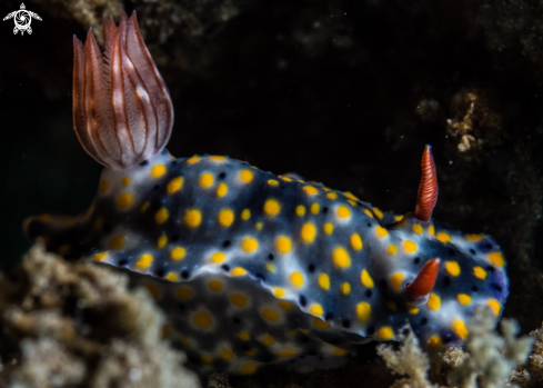 A Hypselodoris sp. 7, | Hypselodoris sp. 7