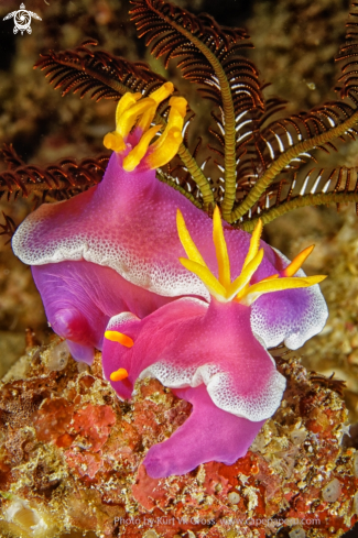 A Hypselodoris bullockii | Nudibranche