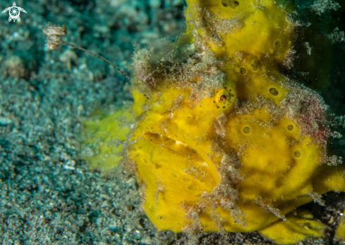 A Antennarius pictus | Painted frogfish