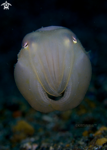 A Cuttlefish