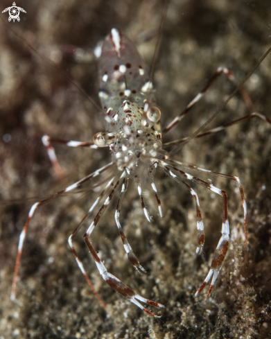 A Urocaridella antonbruunii