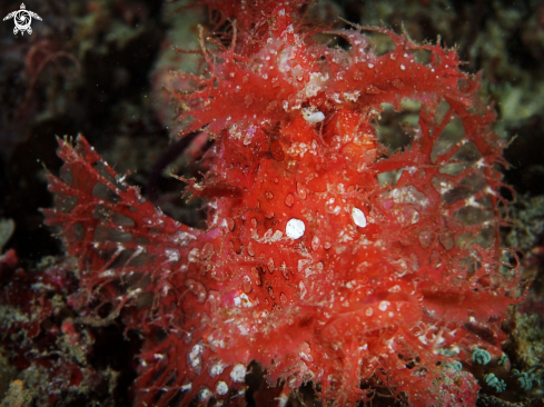 A Weedy scorpionfish