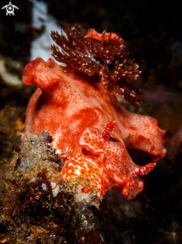 A Ceratosoma gracillimum | Nudibranch