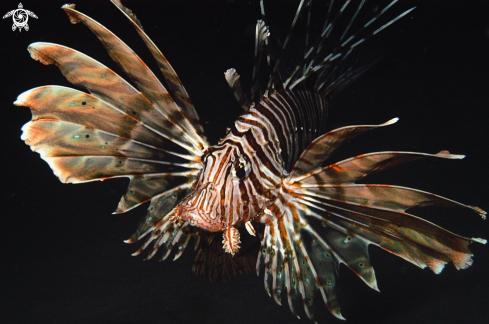 A P. volitans | lion fish