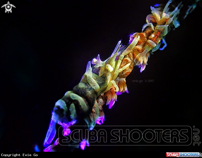 A Zanzibar whip coral shrimp