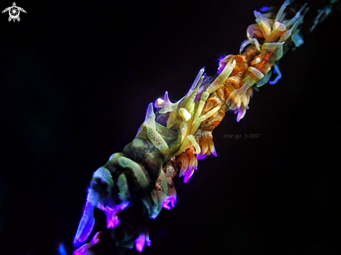 A Zanzibar whip coral shrimp