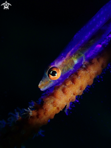 A Goby