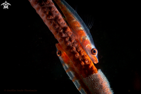 A  Pleurosicya  | Goby