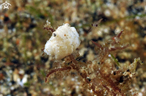 A juvenile cattel fish