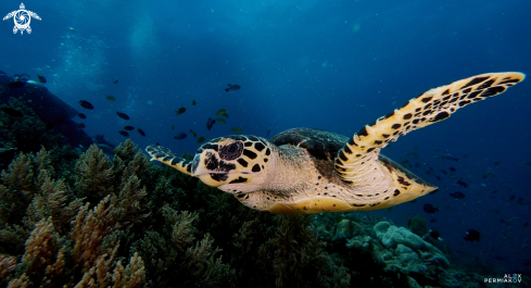 A Hawksbill turtle