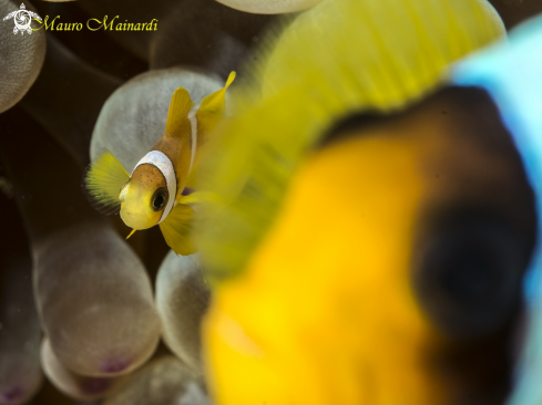 A Baby clownfish