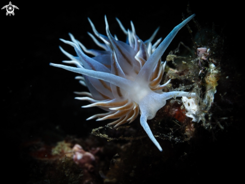 A Eubranchus Tricolor