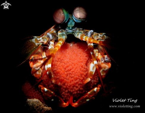 A Mantis Shrimp with eggs