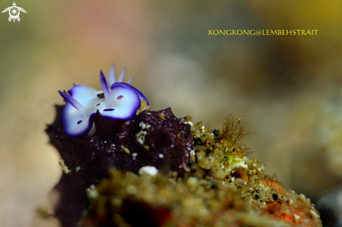 A Nudibranch