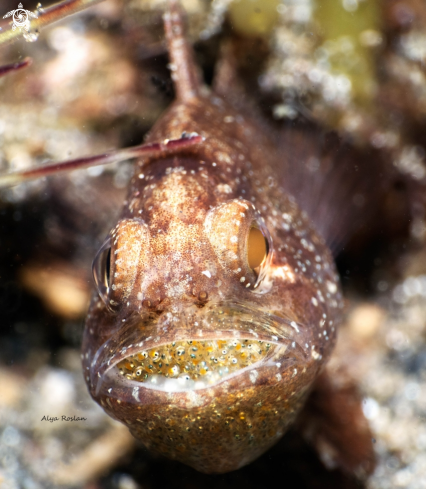 A Cardinal Fish