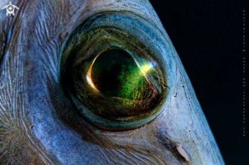 A Aulostomus strigosus | trumpet fish