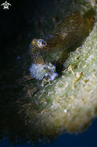 A Sheep nudi & pygmy squid