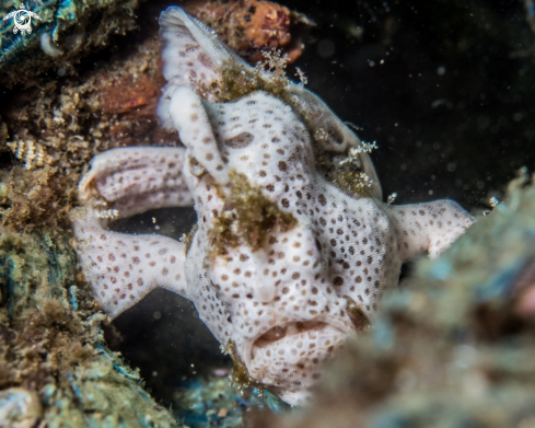 A Antennarius pictus | Painted frogfish