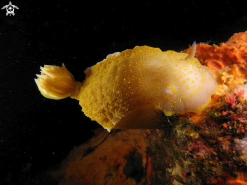 A Hypselodoris picta