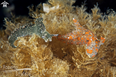 A Elysia viridis and Thecacera pennigera 