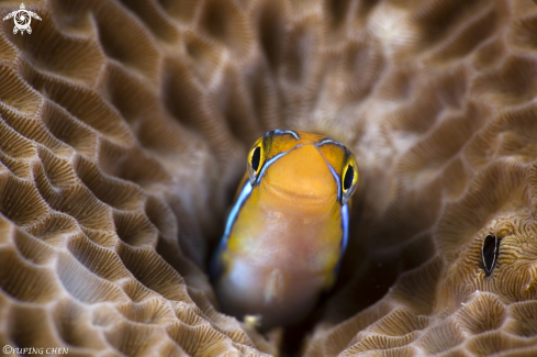 Fangblenny