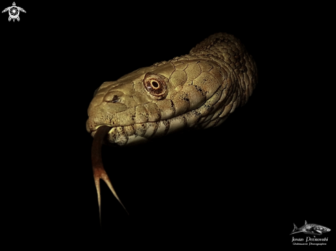 A Vodena zmija Ribarica / Water snake - Dice snake.