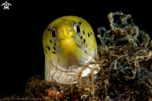 A Gymnothorax fimbriatus | yellow head Moray eel