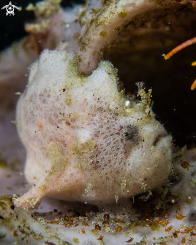 A Antennarius striatus | Hairy frogfish