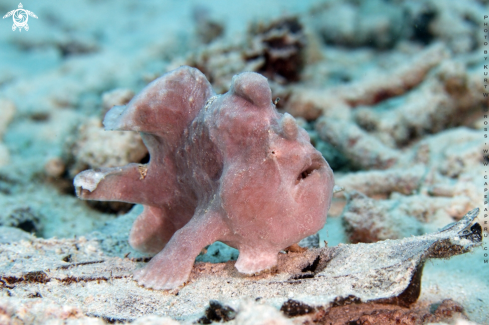 A Antennarius commerson | Frogg Fish